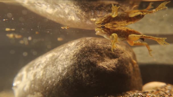 Yakın Çekim Kurbağa Yavrusunun Bacağı Kısa Kuyruğu Var Genç Kurbağanın — Stok video