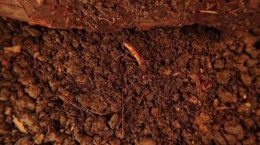 Earthworms on the soil surface try to bury themselves in the dirt between the roots.Worms used in the recycling of organic waste in the garden and farm, resulting in organic fertilizer.Earthworm