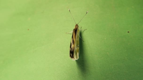Білий Метелик Чорними Плямами Зеленому Тлі Комахи Ізольовані Крила Метелики — стокове відео