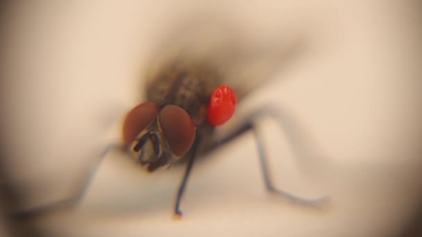 Housefly Carrying Phoretic Mite Mites Ticks Speeding Camera Noticeable Parasite — Stock Video