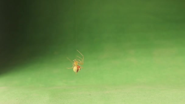 Павук Піднімається Шовком Зеленому Тлі Називається Павутинним Ткачем Цукерок Enoplognatha — стокове відео