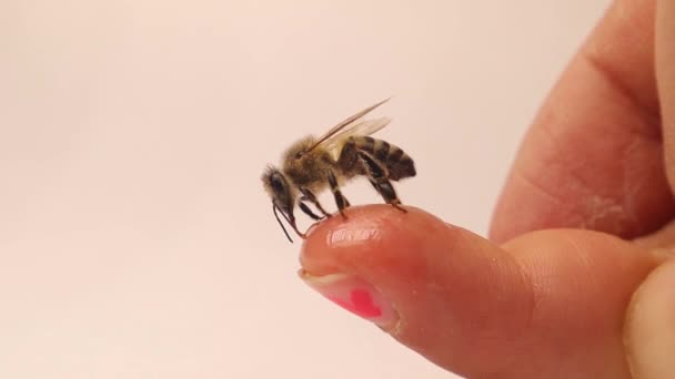 Honeybee Drinking Honey Little Girl Finger Kid Wants Become Biologist — Stok video