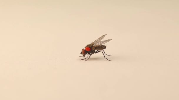 Housefly Carrying Phoretic Mite Red Body Mites Ticks Note Movement — Stockvideo
