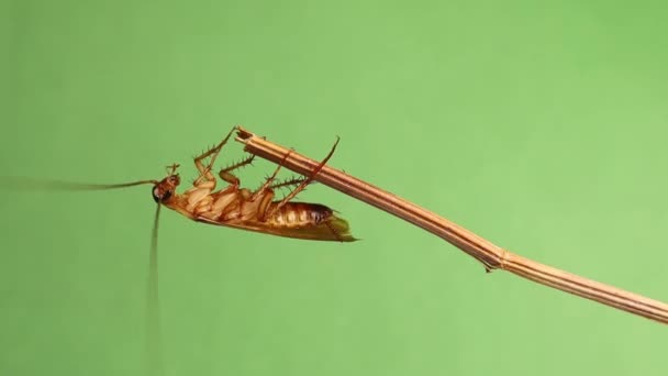 Smooth Cockroach Male Cockroach Skillfully Climbing Branch Flies Green Background — стоковое видео