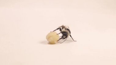 Bumblebee drinking honey on cotton. Details proboscis bees, insect mouth, tongue. Closeup insect isolated on white background. Insects, bugs, bug. Wild nature, wildlife, Honey, Bumble bee, Honeybee