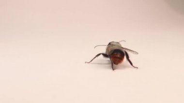 Bumblebee beyaz bir arka planda kendini temizliyor. Detaylı arılar. İzole edilmiş bir böceğe yaklaş. Güzel böcekler, böcekler, böcekler. Vahşi doğa, vahşi yaşam, bal, yaban arısı, bal arısı. Hayvanlar, hayvanlar.
