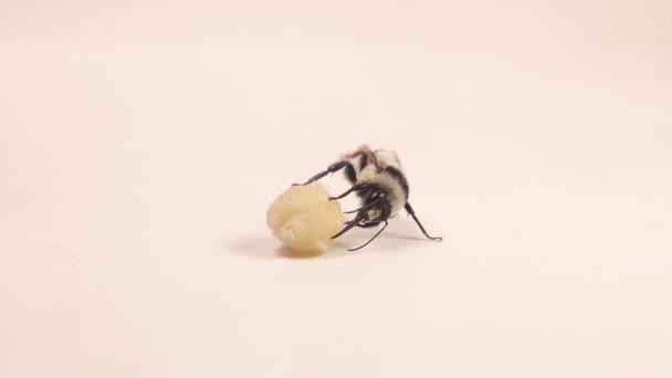 Bumblebee Drinking Honey Cotton Details Proboscis Bees Insect Mouth Tongue — Stockvideo