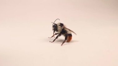Bumblebee beyaz bir arka planda kendini temizliyor. Detaylı arılar. İzole edilmiş bir böceğe yaklaş. Güzel böcekler, böcekler, böcekler. Vahşi doğa, vahşi yaşam, bal, yaban arısı, bal arısı. Hayvanlar, hayvanlar.
