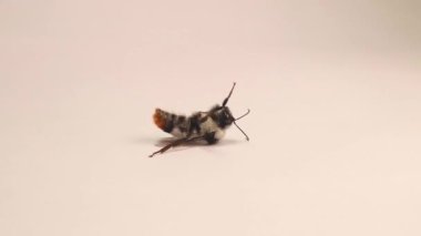 Bumblebee dying due to being poisoned by pesticides sprayed on crops. Environment pollution. Dead bee isolated on green background. Destruction of insects. insect. Honey, Bumble bee, Honeybee, bees