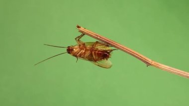 Smooth cockroach cleans itself. Male cockroach skillfully climbs on a branch on green background. Cockroaches clean insects clean themselves constantly. Insect isolated. Bugs, bug. Hygiene, health