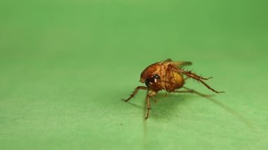 Smooth cockroach cleans itself. Male Cockroach carefully cleaning its legs and body on green background. Cockroaches clean insects clean themselves constantly. Insect isolated. bugs, bug. Health