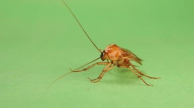 Smooth cockroach cleans itself. Male Cockroach carefully cleaning its legs and body on green background. Cockroaches clean insects clean themselves constantly. Insect isolated. bugs, bug. Health