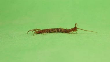 Centipede cleans itself, its claws are clearly visible. Centipede carefully cleaning its antennae on green background. Centipedes clean clean themselves constantly. Bugs, bug isolated. Insects, Insect