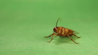 Smooth cockroach cleans itself. Male Cockroach carefully cleaning its antennae on green background.  Cockroaches clean insects clean themselves constantly. Insect isolated. bugs, bug. Hygiene, health