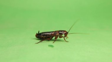 Smooth cockroach. Adult female Cockroach on a green background. Cockroaches, insects. Insect isolated. bugs, bug. Hygiene, health. Dictyoptera: Blattellidae