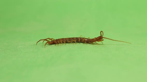 Centipede Cleans Itself Its Claws Clearly Visible Centipede Carefully Cleaning — Stock Video