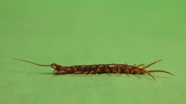 Centipede Cleans Itself Centipede Carefully Cleaning Its Antennae Green Background — Vídeo de stock