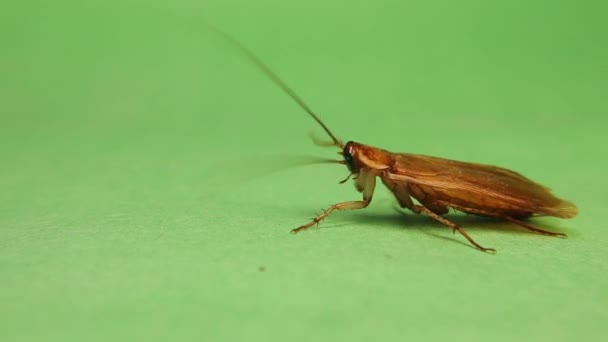 Smooth Cockroach Cleans Itself Male Cockroach Carefully Cleaning Its Antennae — Stockvideo