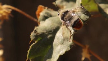 Bumblebee resting on a leaf in the garden. Detail red tailed Bumble bee. Bombus cullumanus ssp. Insect isolated. Insects, bugs, bug. Wild nature, wildlife, Honey, Honeybee, bees. Animals, animal