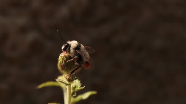 Bumblebee Standing Flower Detail Red Tailed Bumble Bee Bombus Cullumanus — Vídeos de Stock