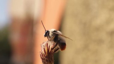 Bumblebee standing on a flower. Detail red tailed bumble bee. Bombus cullumanus ssp. Closeup insect isolated. Insects, bugs, bug. Wild nature, wildlife, Honey, Honeybee, bees. Animals, animal
