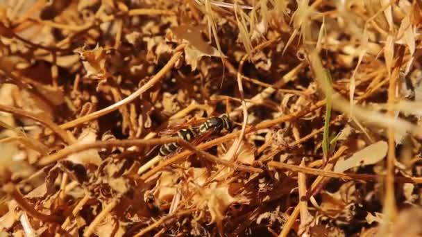 Camouflaged Insect Nature European Paper Wasp Polistes Dominula Resting Grass — Stockvideo