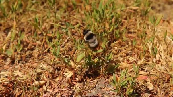 Bumblebee Resting Grass Close Red Tailed Bumble Bee Bombus Cullumanus — Stock videók