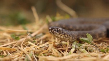 Dice snake in summer. Closeup Snake sticks out its tongue. It's a Eurasian nonvenomous snake belonging to the family Colubridae, Water snake. Reptile, reptiles, Long snakes. wildlife, Wild nature