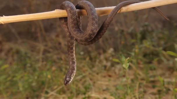 Dice Snake Basking Tree Branch Sunbathing Eurasian Nonvenomous Snake Belonging — Vídeo de Stock