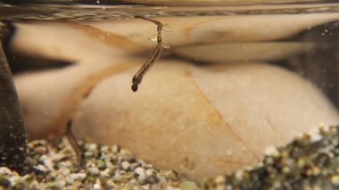 Mosquito larva, side view. Larva hang upside down from surface of water, developed from eggs. Breathe through siphon tube, fish food. Life cycle of Mosquitoes larvae, gnats, .larva, wigglers. Insects