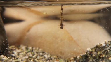 Mosquito larve. Larva hang upside down from surface of water, developed from eggs. Breathe through siphon tube, fish food. Life cycle of Mosquitoes larvae, gnats, .larva, wigglers. Insects