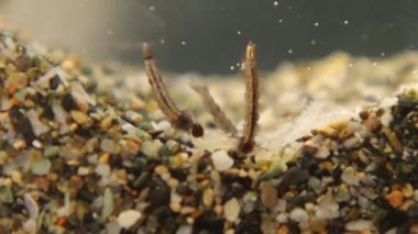 Mosquito larvae are eating organic matter under water. Larva developed from eggs. Breathe through siphon tube, fish food. Life cycle of mosquitoes, gnats. larva, wigglers. Insects, bugs. Animals