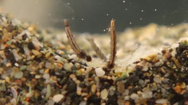 Mosquito Larvae Eating Organic Matter Water Larva Developed Eggs Breathe — Video Stock