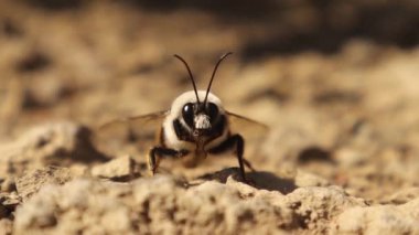 Bumblebee resting on the garden ground. Detail red tailed Bumble bee. Bombus cullumanus ssp. Closeup insect isolated. Insects, bugs, bug. Wild nature, wildlife, Honey, Honeybee, bees. Animals, animal