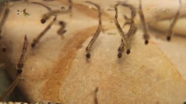 Mosquito larvae. larva hangs upside down from surface of water, developed from eggs. Breathe through siphon tube, fish food. Life cycle of Mosquitoes larvae, gnats, .larva, wigglers. Insects, Bugs