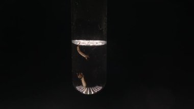 Mosquitoes (1 pupa +2 larvae) in a test tube on black background. Water sample from a pond containing insects. Life cycle of Mosquito. larva Breathing through siphon tube, developed from eggs. gnats
