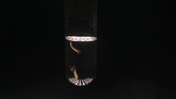 Mosquitoes Pupa Larvae Test Tube Black Background Water Sample Pond — Vídeo de stock