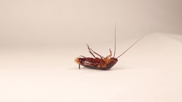 Cockroach Inverted Position Adjusts Itself Gracefully Female Smooth Cockroach Isolated — Vídeos de Stock