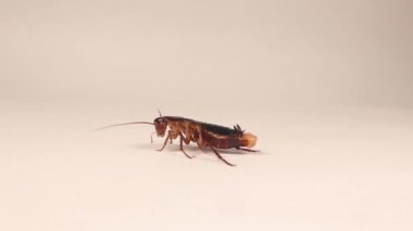 Female smooth cockroach, normal abdominal contractions occur during egg laying and looking for a suitable place to lay the egg. Cockroaches isolated on white background. Symploce pallens. insects, bug