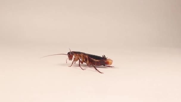 Female Smooth Cockroach Normal Abdominal Contractions Occur Egg Laying Looking — Vídeo de Stock