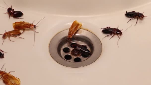 Cockroaches Bathroom Sink Problem Insects Cockroach Drain Hole Washbasin Closeup — Videoclip de stoc