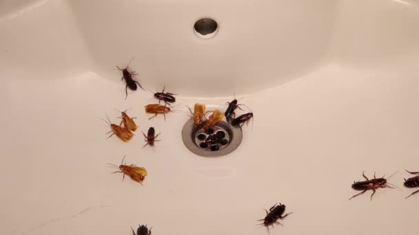 Cockroaches Bathroom Sink Problem Insects Cockroach Drain Hole Washbasin Closeup — Vídeos de Stock