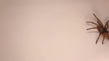Tarantula walks, spider on white background. Female wild tarantula isolated. Closeup micro monsters, spiders. Insect, insects, bugs, bug. Animals, animal, wildlife, wild nature. Woods, forest