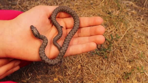 Little Girl Holding Non Venomous Snake Nature Dice Snake Also — Stockvideo