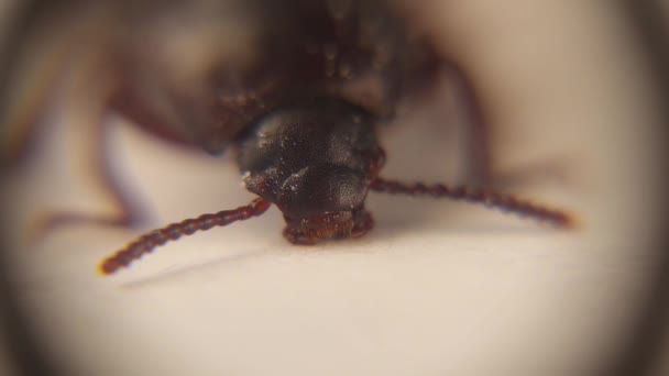 Mealworm Microscope Adult Stages Meal Worm Closeup Beetle Face Superworm — Stock video