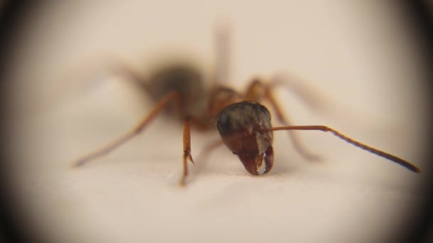 Ant Microscope Red Ant Face Formica Rufa Also Called Red — Stockvideo
