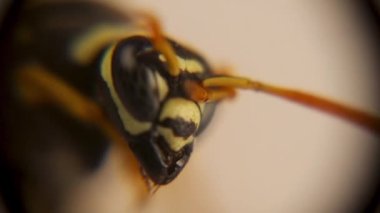 European paper wasp under the microscope. wasp's face (Polistes dominula).Yellow wasp isolated in the studio, Insect. Social insects. Bugs, bug. Animals, animal. Wildlife, wild nature