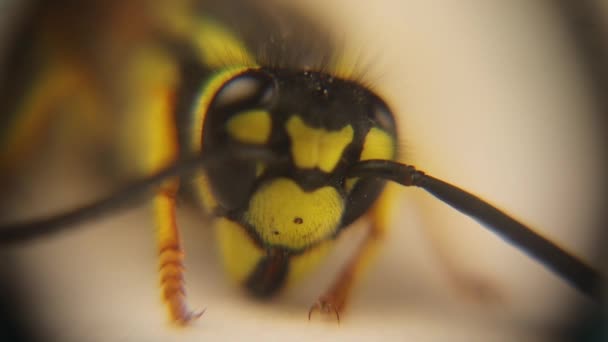 European Wasp Microscope German Wasp Face Vespula Germanica Yellowjacket Yellow — Vídeos de Stock