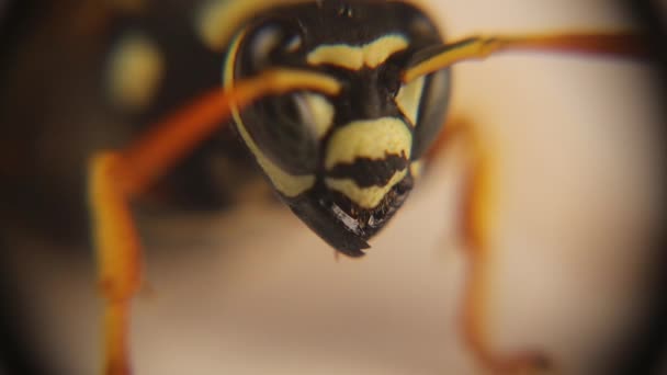 European Paper Wasp Microscope Wasp Face Polistes Dominula Yellow Wasp — Stockvideo
