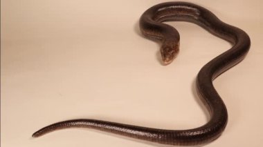 European glass lizard isolated on a white background.Not snake. Legless lizard (Pseudopus apodus).Reptile.Exotic veterinarian, wildlife vet.Veterinary medicine.Reptiles, wild animals, animal